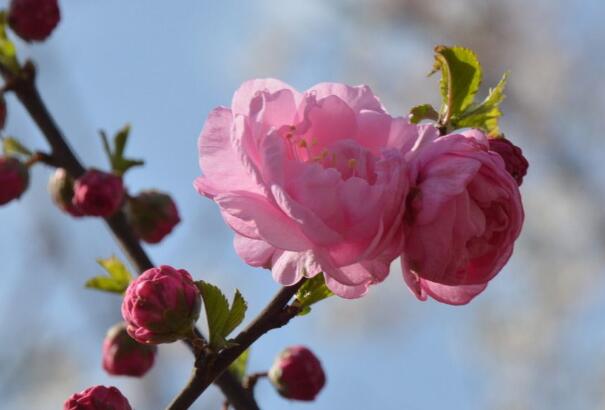 什么花的花语是高洁，菊花/梅花/兰花(高洁典雅的人)