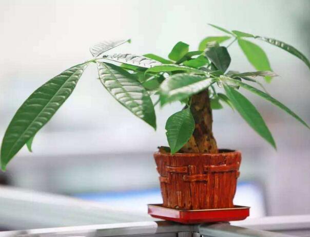 家里放什么植物招财，家里植物摆放风水禁忌