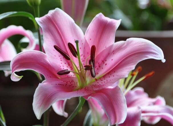 鲜花百合花怎么养水里，夏天两天换一次水(冬天一周一次)