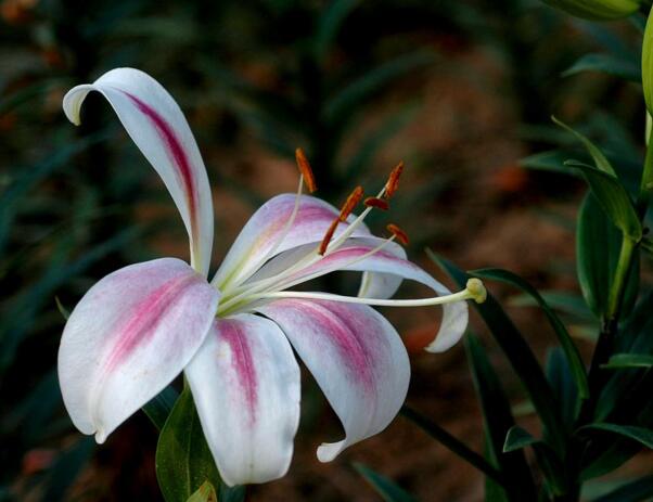 鲜花百合花怎么养水里，夏天两天换一次水(冬天一周一次)