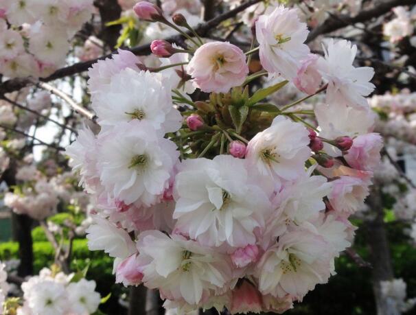 樱花种子怎么种，播种前必须催芽(不能直接播种)