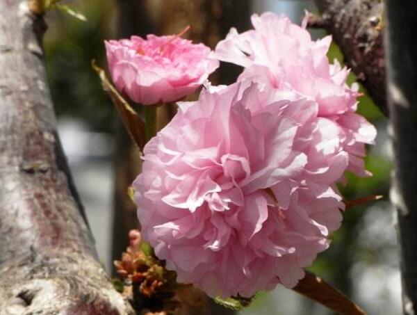 樱花种子怎么种，播种前必须催芽(不能直接播种)