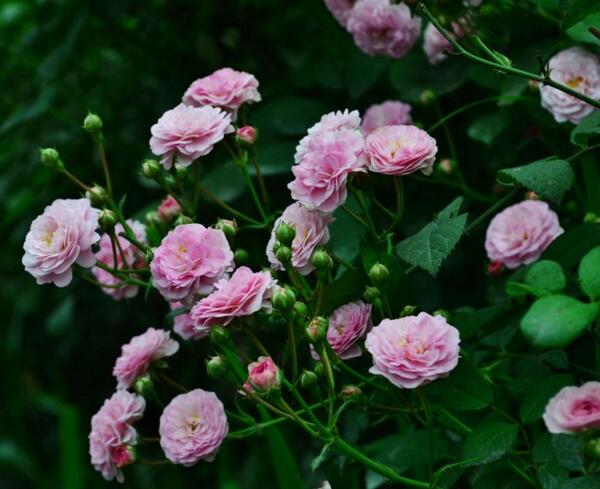 蔷薇花什么时候开花，蔷薇花开花时间5-9月(花期长达半年)