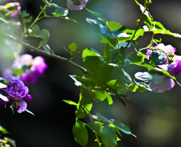 紫蔷薇的花语是什么，禁锢的爱