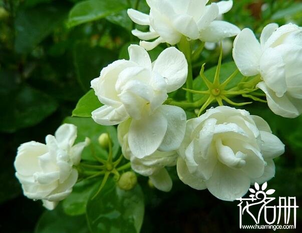 茉莉花怎么养，茉莉花的养殖方法和注意事项(防涝防寒)