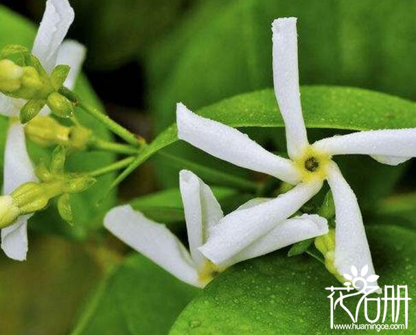 风车茉莉什么时候开花，风车茉莉开花时间5-11月(花期长达半年)