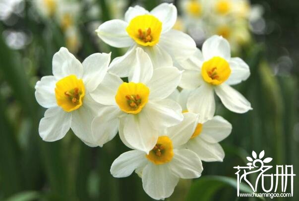 水仙花代表什么含义，代表纯洁的爱情和无悔的青春