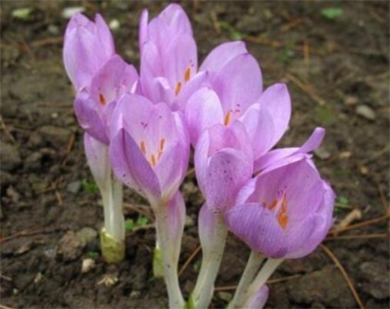 水仙花花语大全，盘点不同颜色的水仙花花语