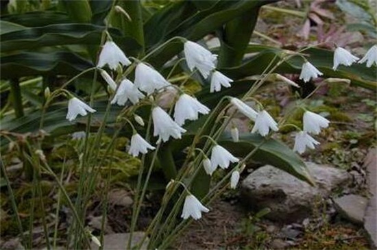 水仙花有哪些种类，盘点15种不同品种的水仙花