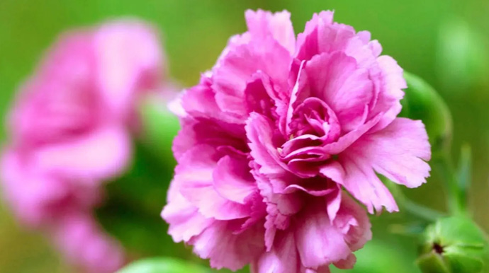 不同颜色康乃馨的花语是什么？